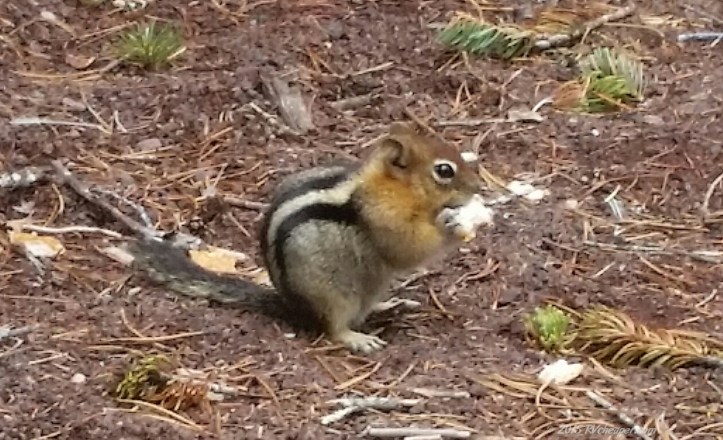 20150513_13413-Hosmer_wm